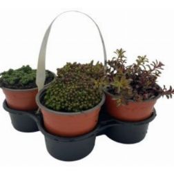 Sedum, vegyes sziklakerti &eacute;velő, 4 db