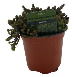Sedum sexangulare yellow sziklakerti &eacute;velő
