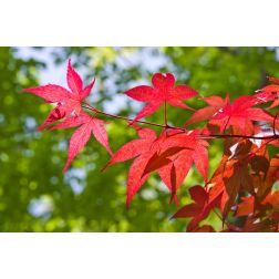 ACER PALMATUM FIOR D'ARANCIO (R) LCI 10 BONSAI japán juhar