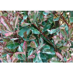 PHOTINIA FRASERI LOUISE (R)  CLT. 5  korallberkenye