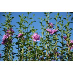 HIBISCUS SYRIACUS LAVENDER CHIFFON (R)  CLT. 10  mályvacserje