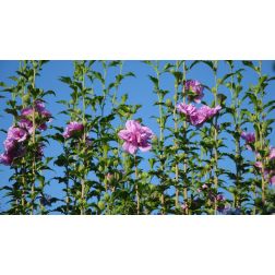 HIBISCUS SYRIACUS PINK CHIFFON (R)  CLT. 10  Hibiszkusz