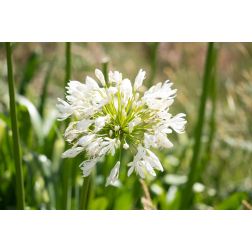 AGAPANTHUS EVER WHITE (R) CLT. 5 szerelemvirág