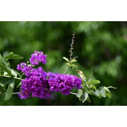 LAGERSTROEMIA INDICA LAVANDER LACE CLT. 3 kínai selyemmirtusz