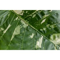 COLOCASIA ESCULENTA WHITE LAVA  LV 15  tar&oacute;