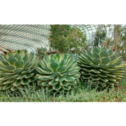 AGAVE POTATORUM KICHIJOKAN LV 12 agávé