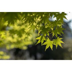 ACER (VERDE) PALMATUM EMERALD LACE CLT. 15 FEATHERED japán juhar