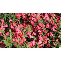 CYTISUS SCOPARIUS MOYCLARE PINK  CLT. 10  Seprűzanót