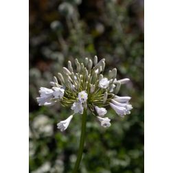 AGAPANTHUS WINDSOR GREY CLT. 5 szerelemvirág