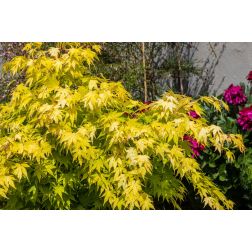 ACER PALMATUM SUMMERGOLD CLT. 20 HALF STANDARD japán juhar