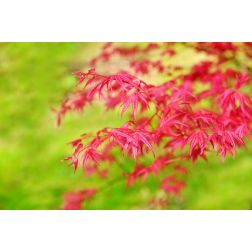 ACER PALMATUM RED WINE CLT. 25 japán juhar