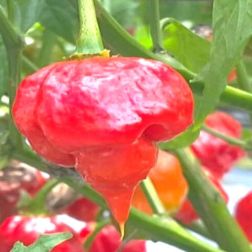 Oázis Scorpio paprika palánta 12 cm-es cserépben