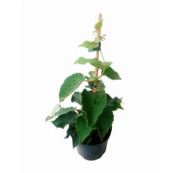 Kivi (porzós) Actinidia Chinensis "Tomuri" CLT3