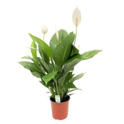 Illatos vitorlavirág (Spathiphyllum wallisii) 30/40 cm 14 cm-es cserépben