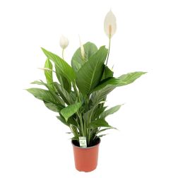 Spathiphyllum Vitorlavir&aacute;g szoban&ouml;v&eacute;ny 12 cm-es cser&eacute;pben