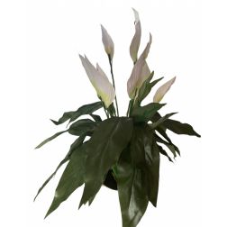 Spathiphyllum műnövény
