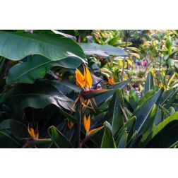 Strelitzia nicolai CLT25 175/200