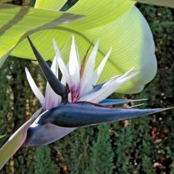 Strelitzia Nicolai papag&aacute;jvir&aacute;g 3,5 literes cser&eacute;pben