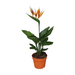 Strelitzia papagájvirág szobanövény 12 cm-es cserépben