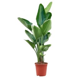 Strelitzia Nicolai papagájvirág szobanövény 30 cm-es cserépben, 160 cm magas