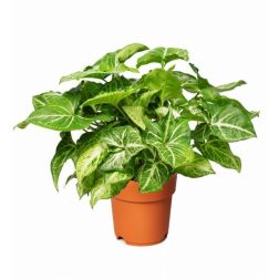 Syngonium Nyíllevél szobanövény 12 cm-es cserépben