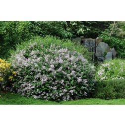 Syringa meyeri"Palibin"CLT15 80/100