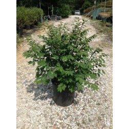 Szárnyas kecskerágó Euonymus Alatus "Compactus" CLT10