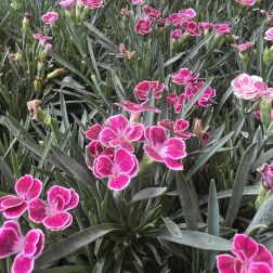 Dianthus szegfű, 10 cm-es cser&eacute;pben
