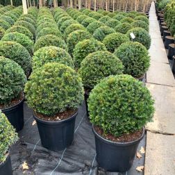 Taxus baccata CLT15 GÖMB