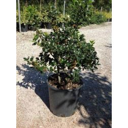 ILEX AQUIFOLIUM ALASKA CLT. 10 Tarkalevelű magyal