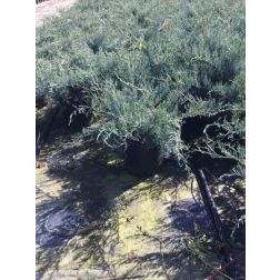 Juniperus virg."Grey Owl"CLT18 1/2T boróka