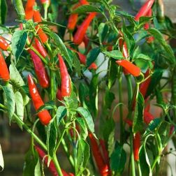 Oázis Thai Red paprika palánta 12 cm-es cserépben