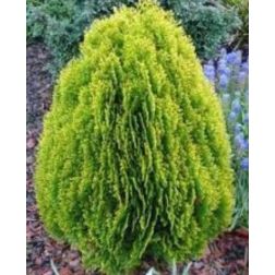 Thuja or."Comp. Aurea Nana" CLT18