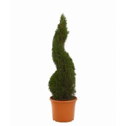 Thuja occ."Smaragd" LV18 SPIRÁL