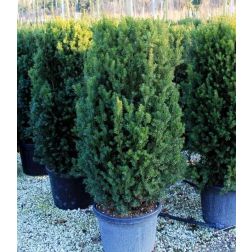 Taxus me."Hillii" CLT90 175/200