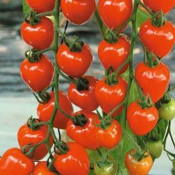O&aacute;zis Tomatoberry paradicsom pal&aacute;nta 12 cm-es cser&eacute;pben