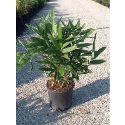 Törpe bambusz Bambusa Nana "Longifolia" CLT10