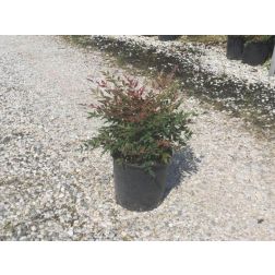 NANDINA DOMESTICA OBSESSED (R) CLT. 5 Japán szentfa