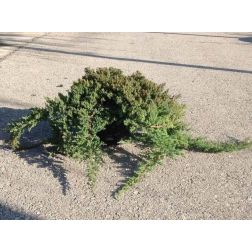 Törpe kúszóboróka Juniperus Proc. "Nana" CLT20