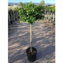 Törpe páfrányfenyő Ginkgo Biloba "Mariken" CLT18 törzses
