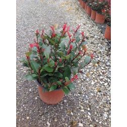 Törpe vörös korallberkenye Photinia Fr. "Little Red Robin CLT3