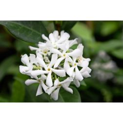 TRACHELOSPERMUM JASMINOIDES CLT. 5 150/175 Csillagjázmin