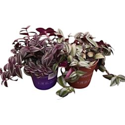 Tradescantia - zebrapletyka szoban&ouml;v&eacute;ny 12 cm-es cser&eacute;pben, kb. 20 cm magas