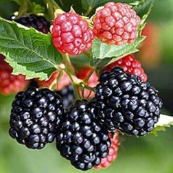 Oázis nagy termésű szeder - Rubus fruticosus "Triple Crown" - konténeres, nagy termésű, ízletes fajta c2 40/50