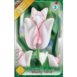 Tulipa triumph beauty trend rózsaszín-fehér tulipán virághagyma 6 darab