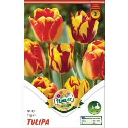 Tulipa duo tiger piros-sárga tulipán virághagyma 6 darab