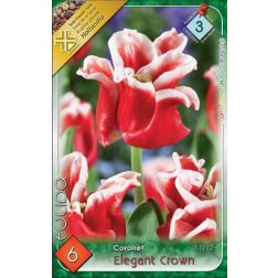 Tulipa coronet elegant crown rózsaszín-fehér tulipán virághagyma 6 darab