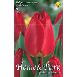 Tulipa darwin hybrid apeldoorn piros darwin hibrid tulipán virághagyma 8 darab