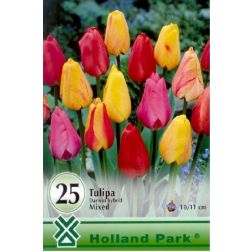 Tulipa darwin hybrid mixed vegyes színű tulipán virághagyma "óriás csomag" 20 darab
