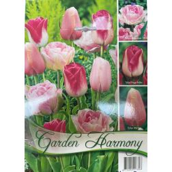 Tulipa garden harmony rózsaszín tulipán virághagyma 3x6 (rózsaszín) 15 darab
